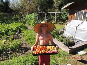Kyler's carrot harvest 2013